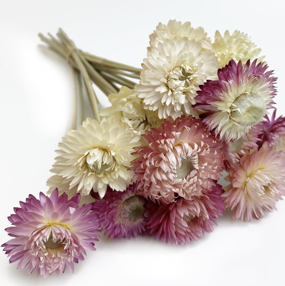 A bouquet of strawflowers, artfully arranged like a DIY project, features a variety of colors—including white and shades of pink—displayed on a white surface. The papery petals form vibrant layers that evoke the rustic charm of flowers nestled beside a pumpkin.